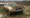 Middle Child: 1972 Dodge Challenger Rallye