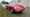 Remarkable Red 1967 Alfa Romeo Spider Duetto 600 Resto