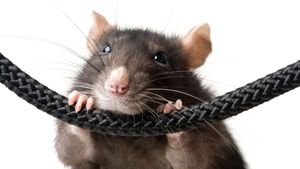 Rodents Snacking On Cars Is An Exploding Problem