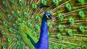 Vandal Peacock Damages BMW