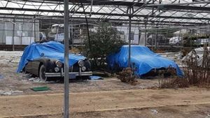 About 30 Classic, Corroded Jaguars Found In English GreenHouse